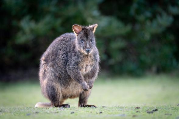 Pademelon