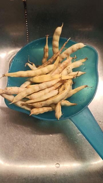 gelbe Bohnenschoten der Sorte INCBN_00483 aus Kroation vor dem Putzen in einem Seiher in der Küchenspüle.