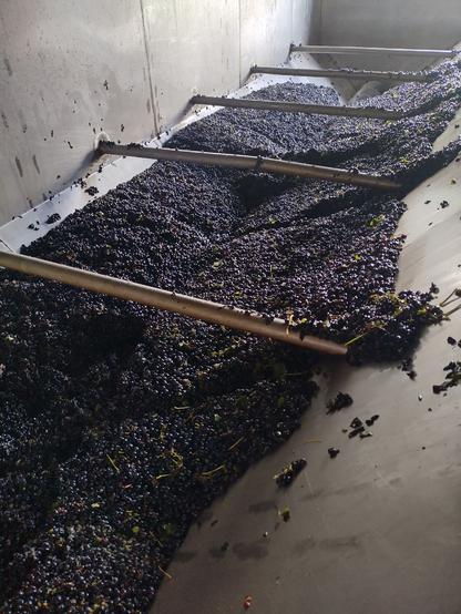 Eine Wanne aus rostfreiem Stahl in der einige Tonnen geernteter blauer Weintrauben auf die weitere Verarbeitung warten.