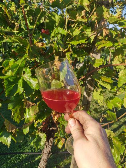 Eine Hand hält ein Weinglas mit rosa Traubensaft hoch. Im Hintergrund Weinlaub.