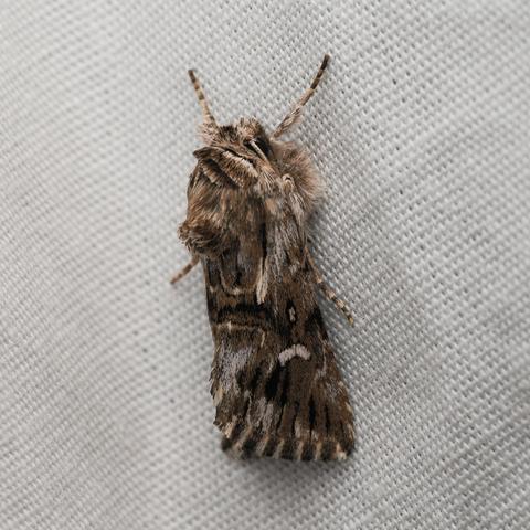 A very close photo of a moth on a white fabric sheet. The moth is a mottled mix of pale grey, browns, and black, with a very fuzzy brown-grey ruff around its back and underside.