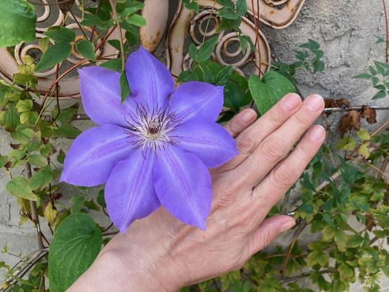 Very large blue violet 6 petal clematis with a hand behind it for size comparison. The background is a copper metal arbor with green vines over it.