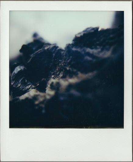 Polaroid, very close up and pretty dark, of a gnarled exposed tree root.