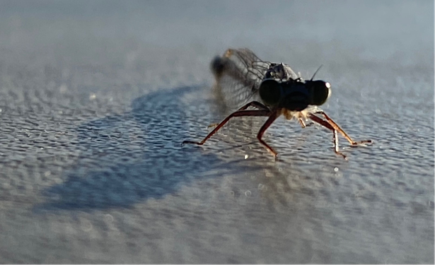 Color image of a Northern Bluet (Enallagma cyathigerum) or blue-tailed damselfly (Ischnura elegans), Atwood Lake, Tuscarawas County, Ohio, USA. Image is a head-on closeup of a damselfly, facing the camera, standing on the surface of a boat seat.