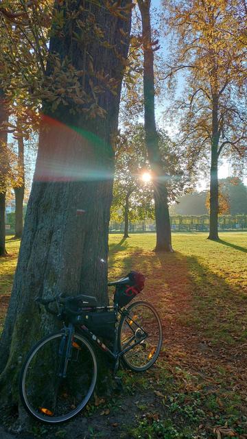 Un vélo posé sur un arbre au milieu d'un parc ensoleillé