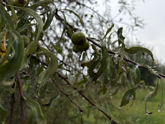 Fruits of a Willow in the rain