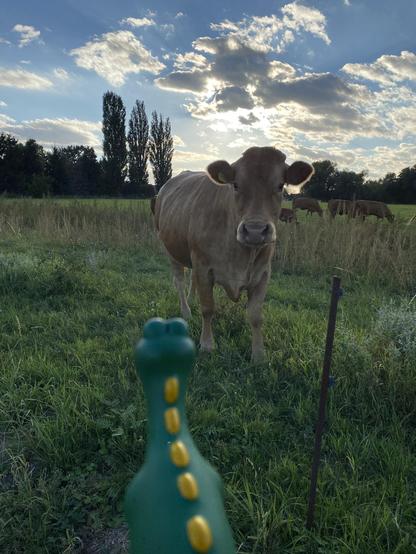 Kleiner dino vor einer kuh