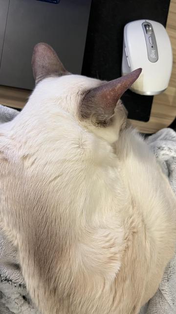 Nightshade, the lilac-point Siamese cat lies curled up on a blanket, seen from above. His head rests on the edge of my lap desk near a white Logitech mouse, with part of a laptop also visible in the corner of the image. His pinkish grey ears are prominent, showing some old cat bald spots, and he looks relaxed and comfortable. UNLIKE ME who is right-handed and can’t easily or ergonomically use my laptop.