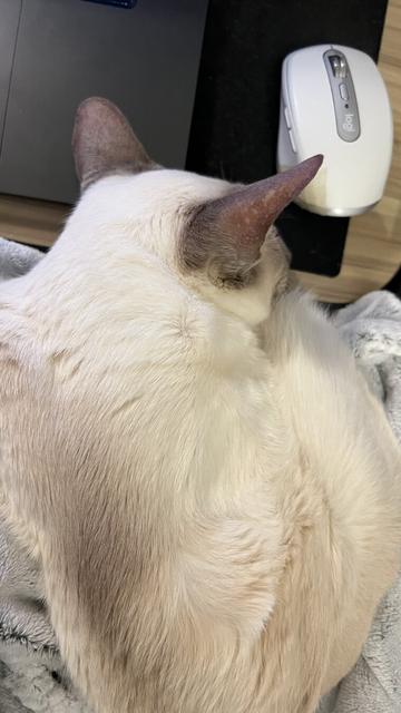 Nightshade, the lilac-point Siamese cat lies curled up on a blanket, seen from above. His head rests on the edge of my lap desk near a white Logitech mouse, with part of a laptop also visible in the corner of the image. His pinkish grey ears are prominent, showing some old cat bald spots, and he looks relaxed and comfortable. UNLIKE ME who is right-handed and can’t easily or ergonomically use my laptop.