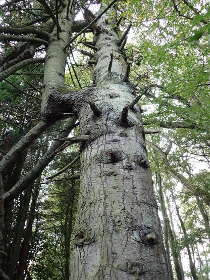 Looking up the trunk of an old noble fir. Grey bark. It's a big lump of a tree.