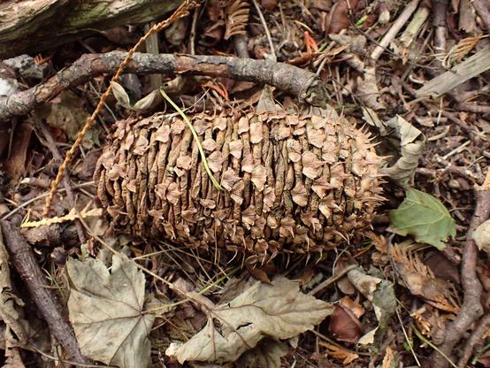 A big noble fir cone on the ground. Maybe 15cm. Never seen a fallen one before. They normally fall apart high up on the tree. Proper happy to see one up close.