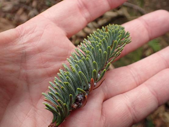 No low down leaves to take a photo of on the noble fir. Luckily there was a small section of twig with green needles attached on the ground for a snap.