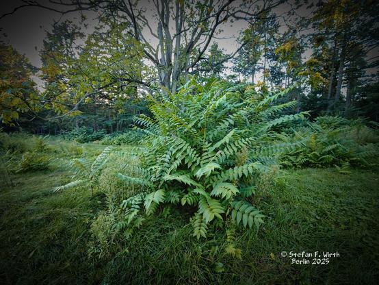 Tree of heaven Ailanthus altissima (Simaroubaceae) in Berlin urban park Rehberge, September 2025, © Stefan F. Wirth