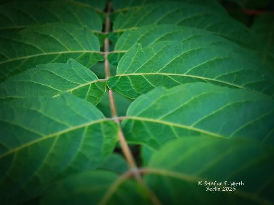 Leaf details of Tree of heaven Ailanthus altissima (Simaroubaceae) in Berlin urban park Rehberge, September 2025, © Stefan F. Wirth