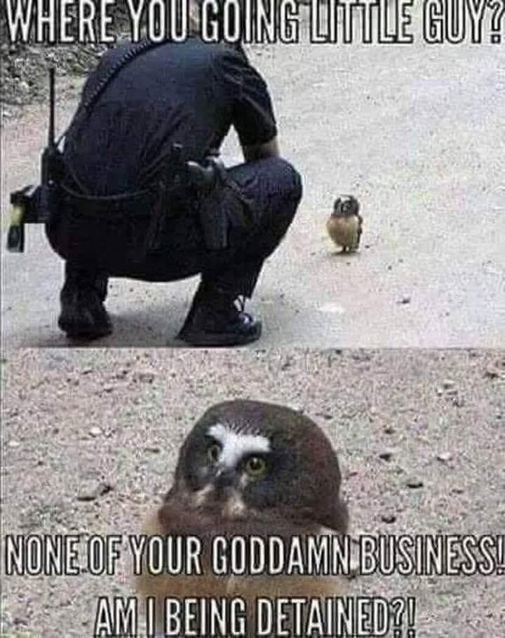 A two-panel photo gif of a cop kneeling to talk to a small owl that's walking down a road. In the top panel, the cop says, "Where you going little guy?" in all caps. The bottom panel is a closeup of the owl's face, which has a Y-shaped marking of white feathers above their tiny black beak that simulates pissed-off eyebrows. The owl responds, again in all caps, "None of your goddamn business! Am I being detained?!" A good lesson on how to respond to purportedly friendly chat from a cop.