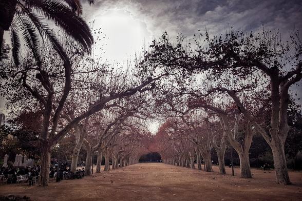 A wide, empty, dirt path is lined on both sides by a double row of tall, bare trees with tangled branches that form a natural canopy. The branches are thick and dark, with a few remaining red and orange leaves. The path recedes into the distance. In the foreground, the sun is partially visible through a cloudy, white sky. People are seated at tables on the left side of the path, and a palm tree is visible in the upper-left corner.