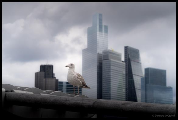Seagull perched on stone balustrade of Millennium Bridge with London's modern skyscrapers including tall glass towers visible in background under dramatic cloudy sky