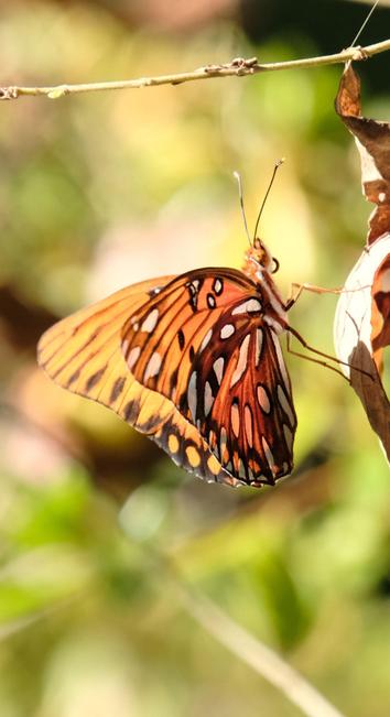 A sideview of a colorful gulf fritillary butterfly on a dead brown leaf hanging from cobweb