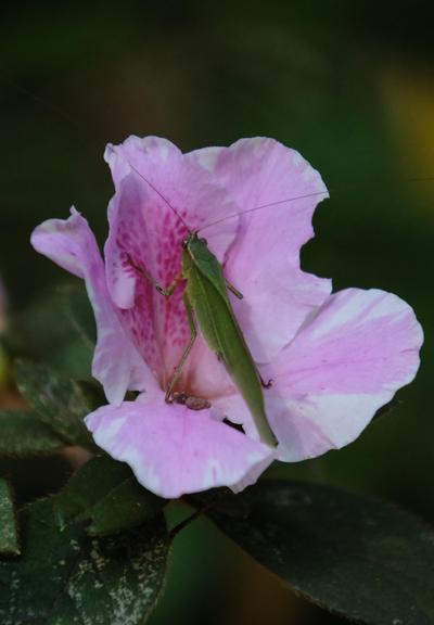 A green grasshopper in the middle of a pink azalea blossom