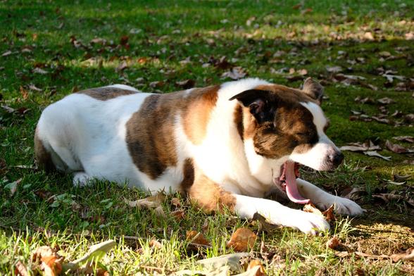 A white and brown dog lying in his yard and yawning, as hot early evening sun shines on him
