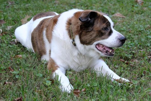 A white and brown dog lying in his yard with his yead toward the right. It's in a shade so it doesn't look as hot as the other photos.