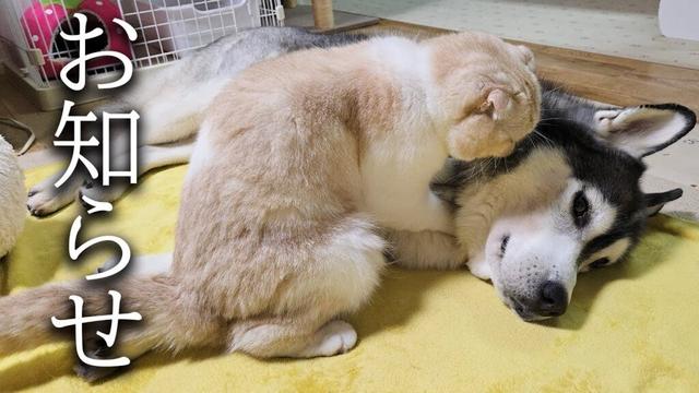 みなさまにお知らせがあります...