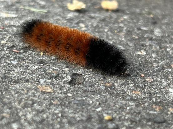 Closeup of a woolly bear (a cute little fuzzy caterpillar in shades of black and brownish orange) on the sidewalk.