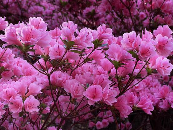 A close-up view of vibrant pink azalea flowers in full bloom, with numerous blossoms clustered together against a softly blurred pink background.