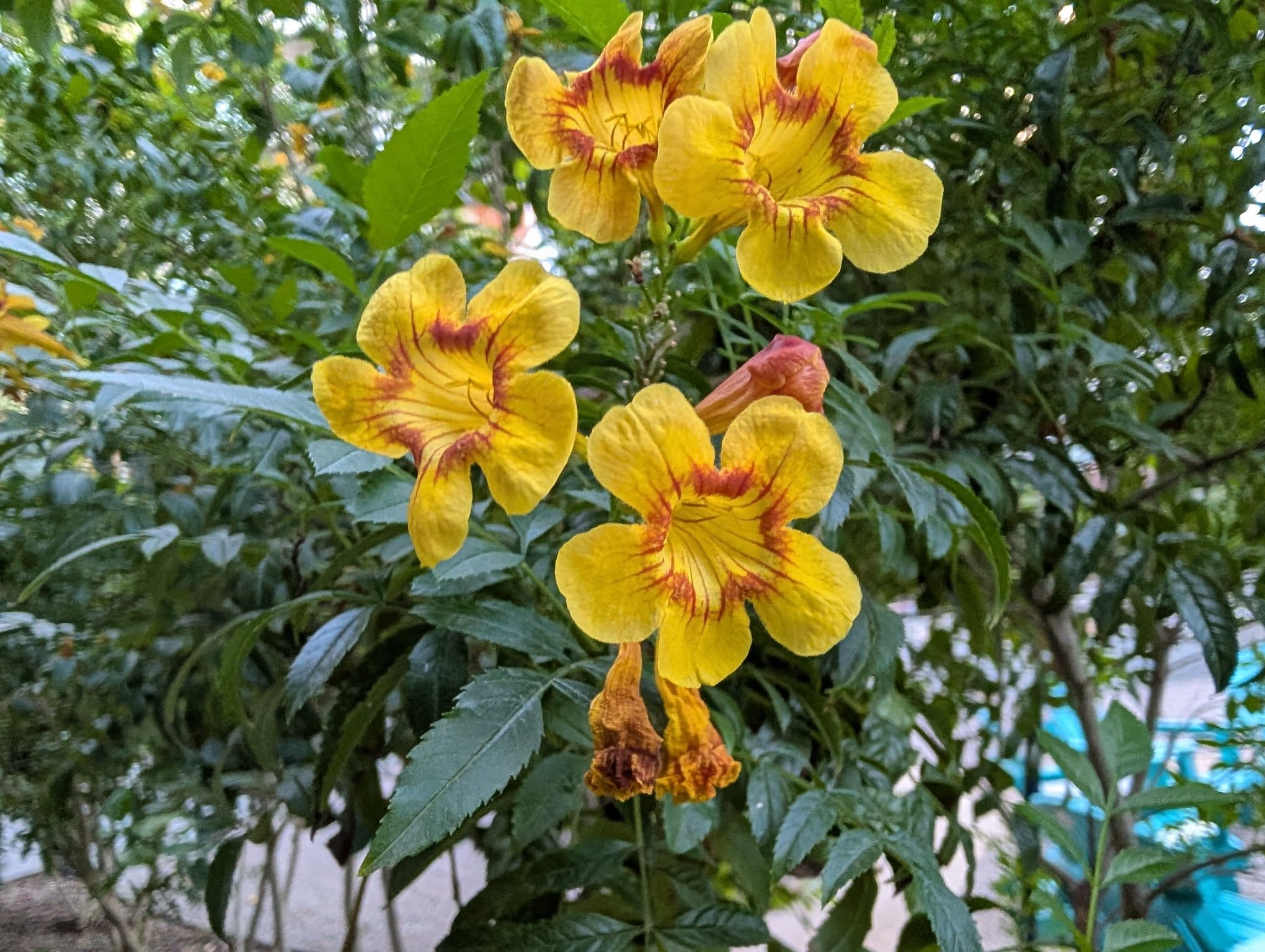 They're yellow and read and I should have looked up what kind of flowers they were before posting but I didn't and that's on me