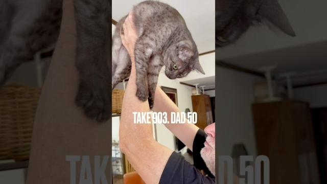 #甘えん坊猫 #おろして #おねだり成功 #lazycats #egyptianmaucat #エジプシャンマウ #エジプシャンマウスモーク #ねことくらすしあわせ #shorts