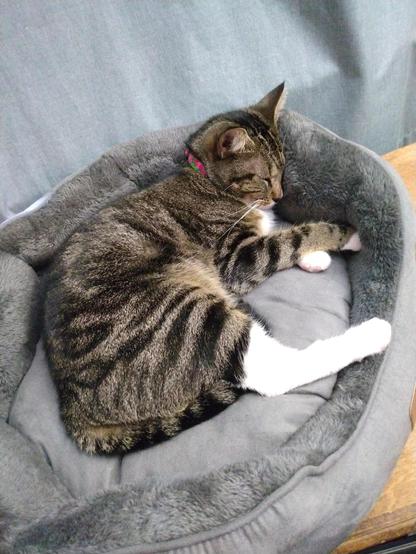 Pax, our little tabby cat with white markings, is snoozing away in her grey cat bed.  She is lying on her side with her head resting against the plush side of the bed.  Her striped forelegs are crossed.  Her tail is held close to her body.