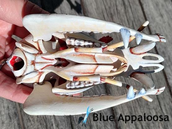 Bottom view of a skull of a deer-like creature with prominent fangs on the upper jaw, a split lower-with a a pair of fangs, and antennae-like structures protruding from the mouth. There is also a structure resembling insect mouth-parts in the roof of the mouth. The skull is tan-colored, with parts coated in a light blue-ish substance. It also has a red-colored substance inside the opening at the back of the skull. 

Watermark Reads: Blue Appaloosa