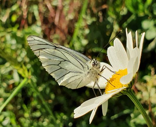 Gazé 
Aporia crataegi