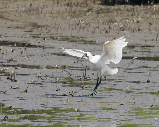 A royal spoonbill about to land on a mudflat