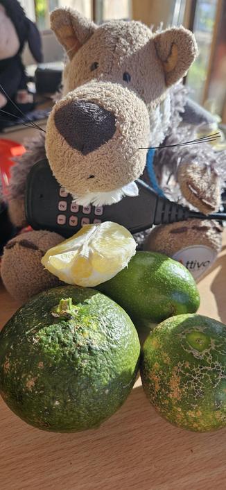 A sheep is tasting some fruit whilst listening to the radio.
#TransRightsAreHumanRights