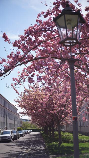 Straße mit rosa blühenden Bäumen
