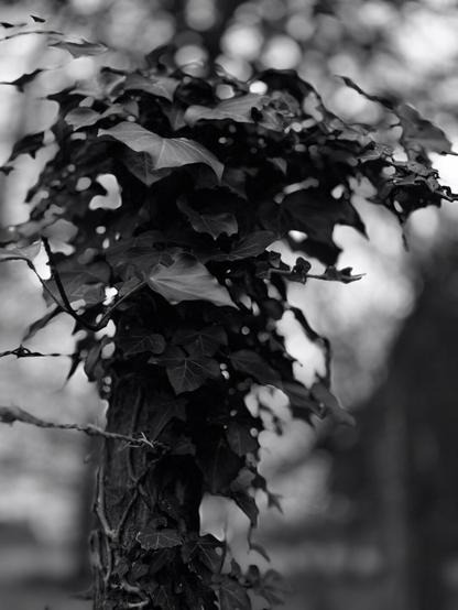 Ivy tuft on a fence post. (Version françæ) Touffe de lierre sur æn piquet de clôture.