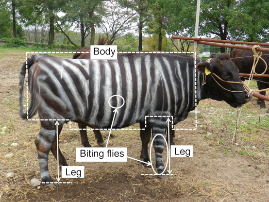Kojima T, Oishi K, Matsubara Y, Uchiyama Y, Fukushima Y, Aoki N, et al. (2019) Cows painted with zebra-like striping can avoid biting fly attack. PLoS ONE 14(10): e0223447. https://doi.org/10.1371/journal.pone.0223447