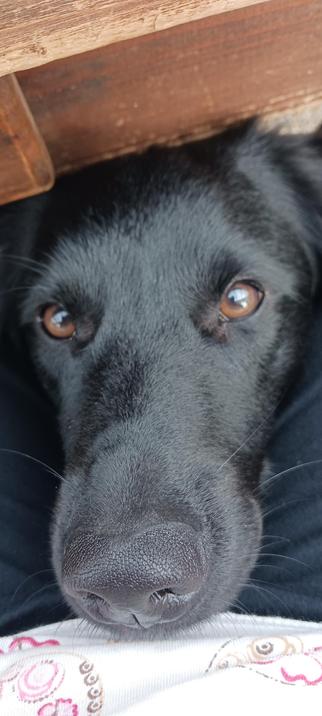 Stabyhond Boaike legt zijn kop op mijn benen om te bedanken voor de wandeling en voor een aai. Zijn snuit en ogen vullen het hele beeld, zo dichtbij