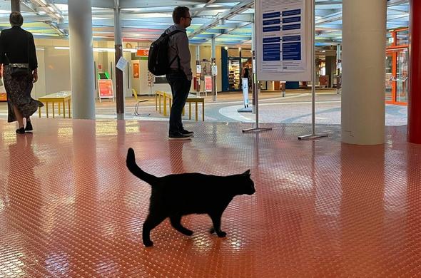 Ein schwarzer Kater im Universitätsgebäude der Universität Konstanz