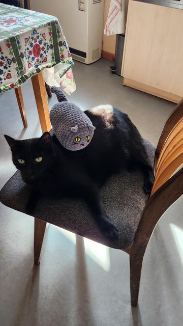 A gray round plush cat on a Black cat