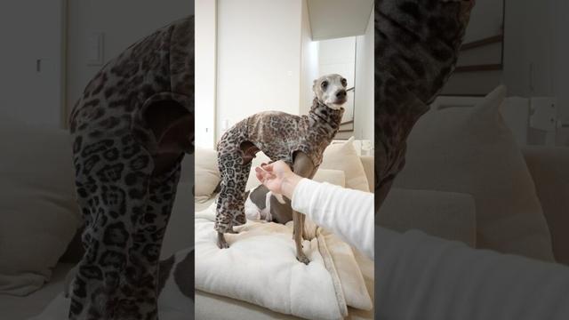 イタグレ♂のオシッコ問題について！！#shorts