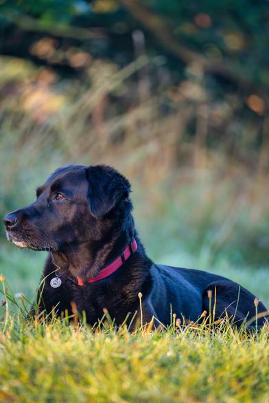 Im Vordergrund von der Morgensonne beleuchtete Grasfläche. Dann unser Hund Nala. Ein schwarzer Labrador Retriever Mischling. Ist ein wenig größer als normaler Labrador. Der Hund schaut in die Ferne und trägt ein rotes Halsband mit einem Anhänger.  Dahinter verschwommener Hintergrund.