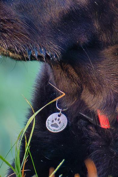 Ein Ausschnitt des ersten Bildes. Zu sehen ist der Anhänger an dem Halsband. Auf dem steht "4 Pfoten Wanderer".
