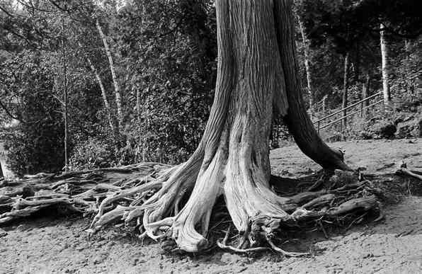 Black and white photo of a tree that's suffered some erosion such that its roots are splayed out for all to see.