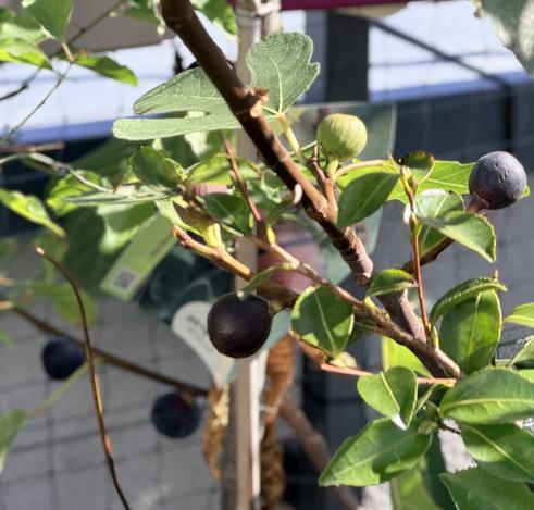 A fig tree is carrying many ripe brown figs and a couple of green unripe ones in a sheltered corner of a balcony garden in the full sun.
