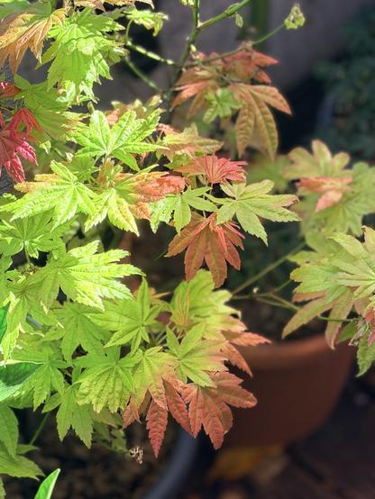 A broad-leafed Japanese maple in a pot in a balcony garden shows a range of colours from new bright green to pink new leaves and autumn red old leaves. Yes, it’s making new leaves at the wrong end of the year.