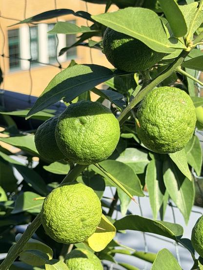 Many little rough-skinned unripe green yuzu fruit are nestled on a branch amongst dusty leaves and absolutely murderous spikes. The courtyard building’s window behind the balcony is bright in the afternoon sun.