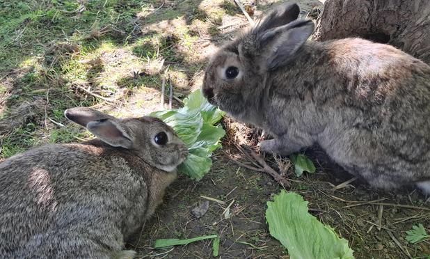 2 bunnies eating soma salad