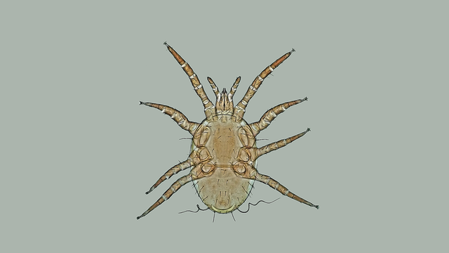 Deutonymph of Bulbolaelaps neomidae.
